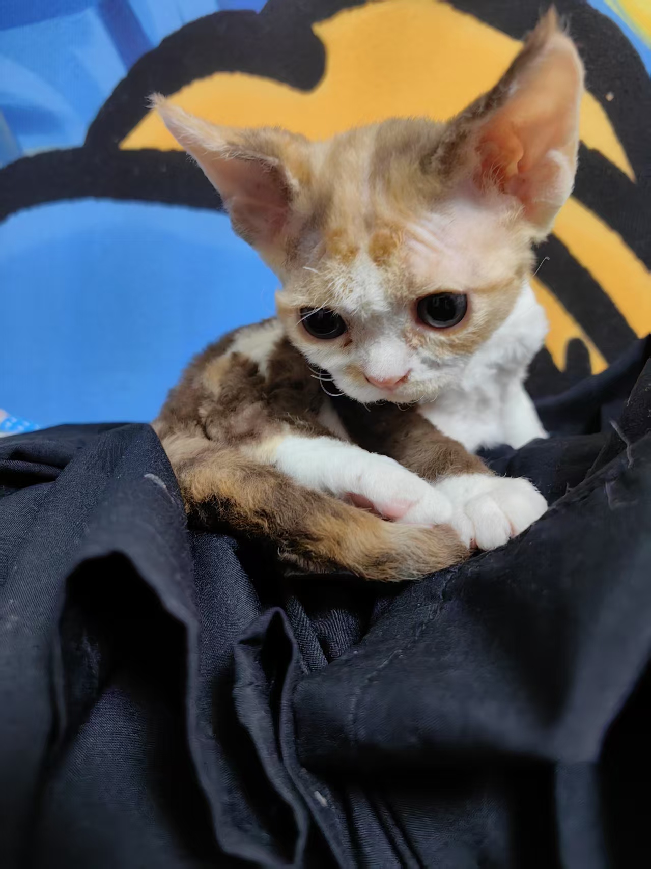 一只小三花妹妹